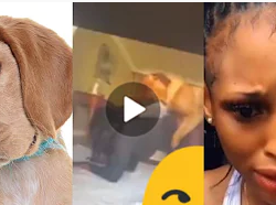 Viral Video Of a Lady Sleeping With a Dog On Twitter