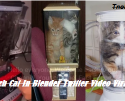 Watch Cat In Blender Twitter Video Viral
